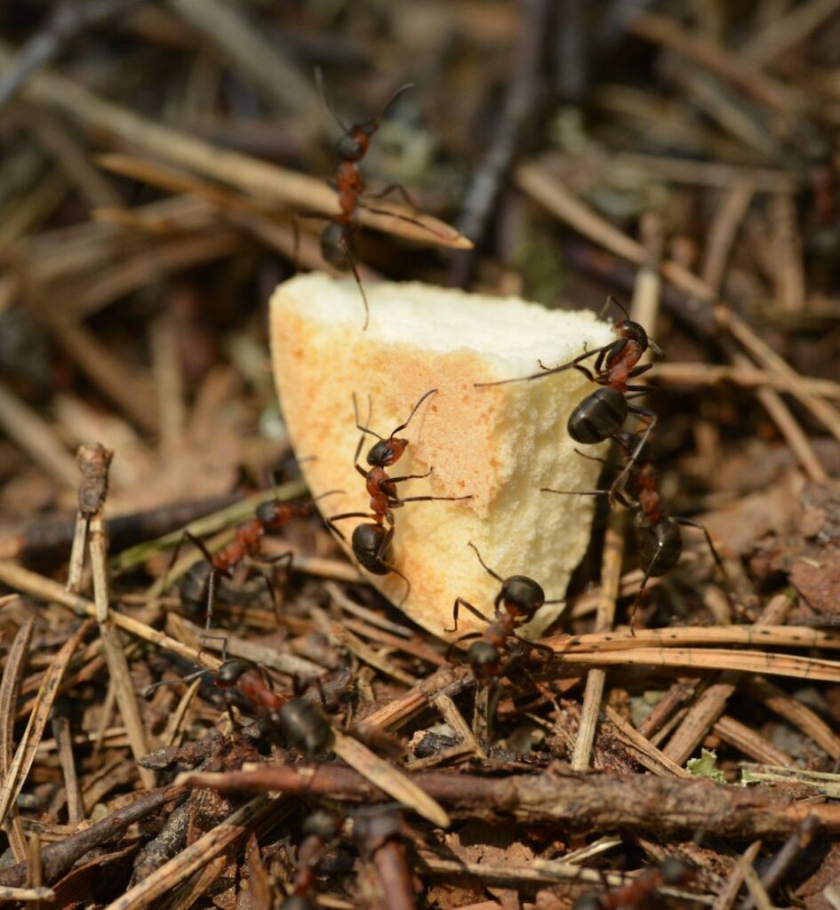 How To Get Rid Of Sugar Ants In Kitchen The Recipe Project   How To Get Rid Of Sugar Ants In Kitchen 1 945x1024 