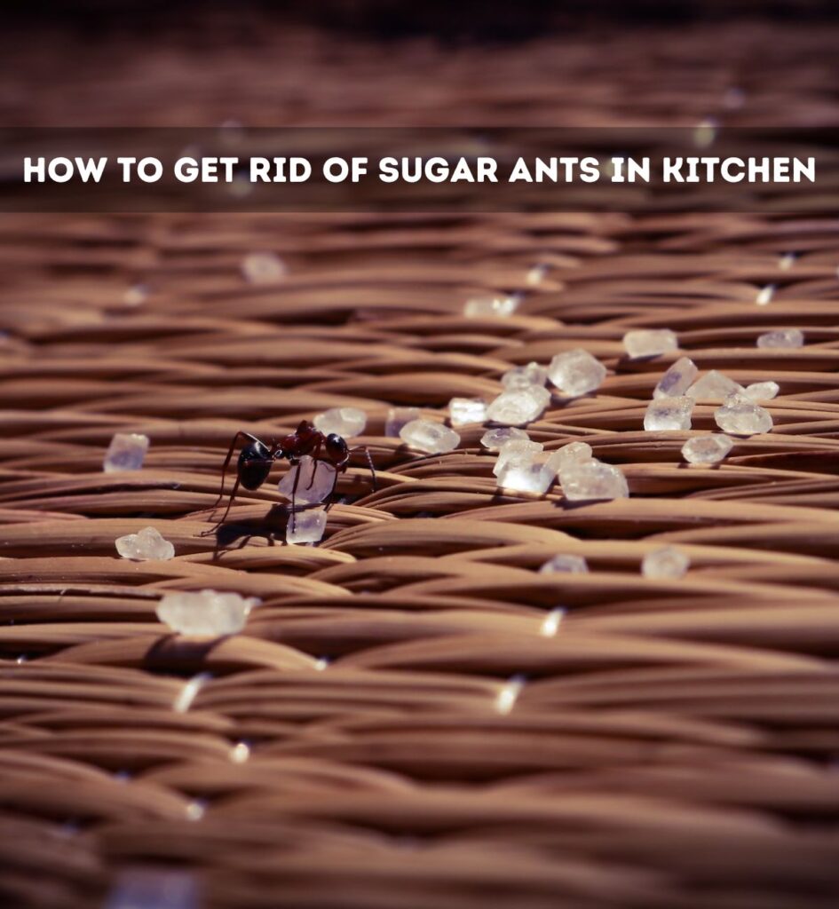 How To Get Rid Of Sugar Ants In Kitchen - The Recipe Project