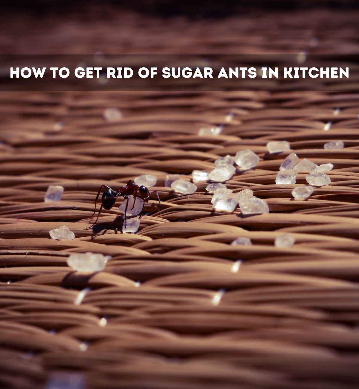 How To Get Rid Of Sugar Ants In Kitchen 7 