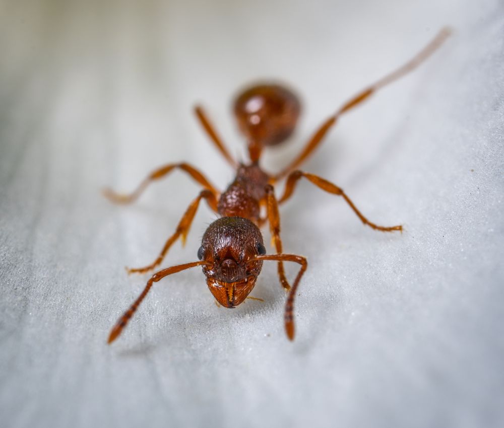 Identifying the Ant Species