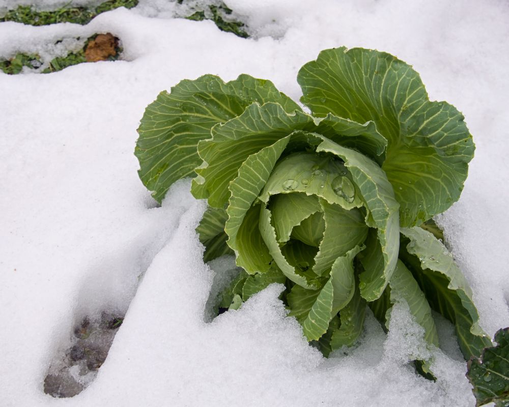 How to Prepare Your Garden for Winter: A Step-by-Step Approach