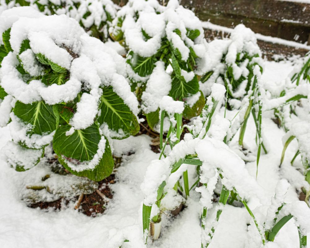 Protecting Your Garden for Winter: The Role of Plant Covers